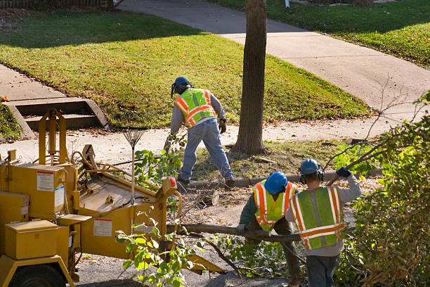 Best Emergency Tree Removal  in Holdrege, NE